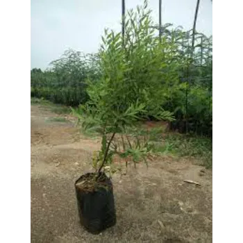 Sandalwood Plants 